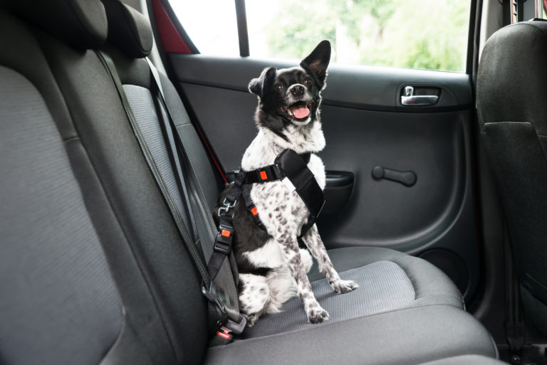 Miniguide til at transportere hund i bilen